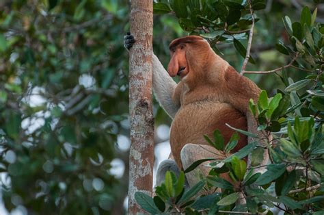 Male Proboscis Monkey | Sean Crane Photography