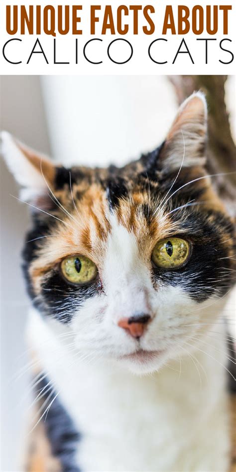 Intriguing Calico Cat Facts You Might Not Know | Crazy Cat Lady