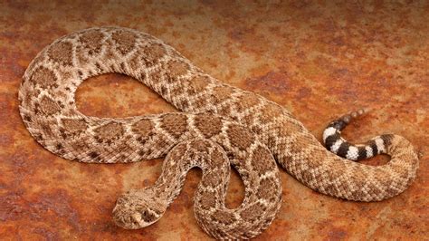 Rattlesnake | San Diego Zoo Animals & Plants