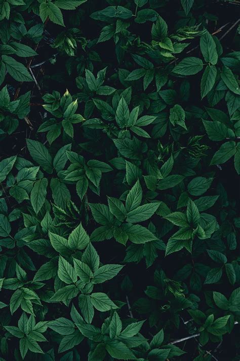 5K free download | Leaves, bushes, green, dark, HD phone wallpaper | Peakpx