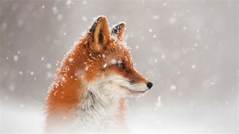 Fox Snow, HD Animals, 4k Wallpapers, Images, Backgrounds, Photos and Pictures