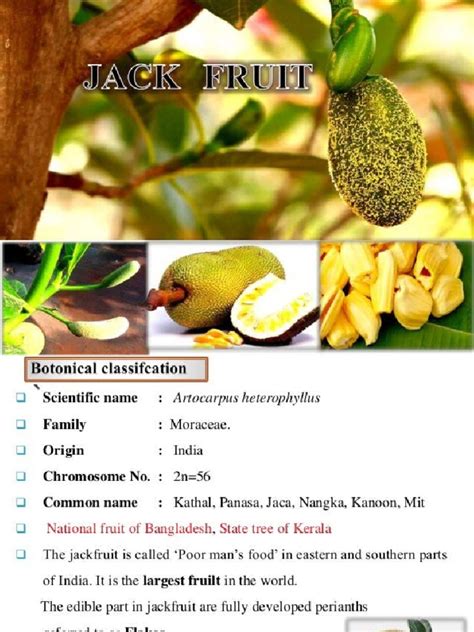 Jackfruit Cultivation | PDF