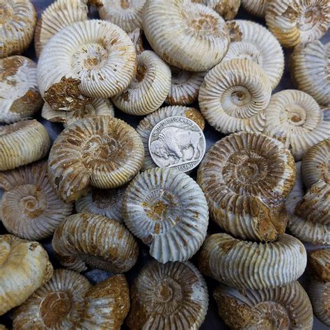 Ammonite Fossils, Perisphinctes Species — Zandysjewelrysupply