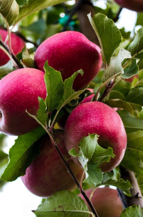 Cripps Pink cv. - Washington Apples