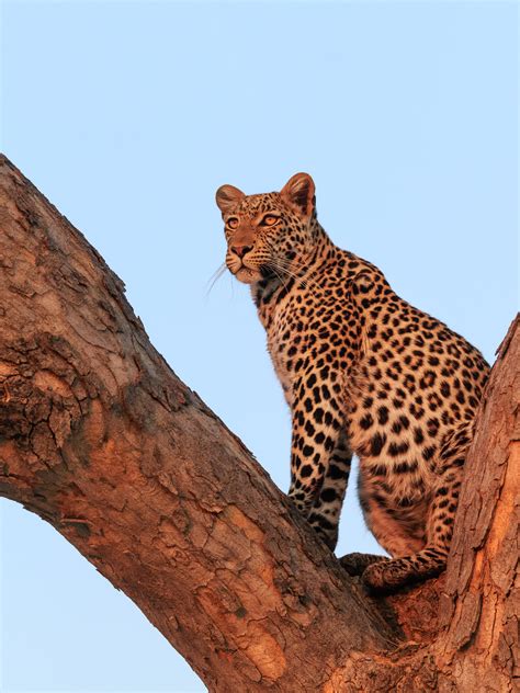 African Leopard In A Tree At Sunset - Leopard Photography Prints