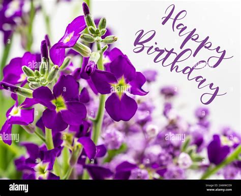 Happy Birthday with Beautiful Purple Flowers Stock Photo - Alamy