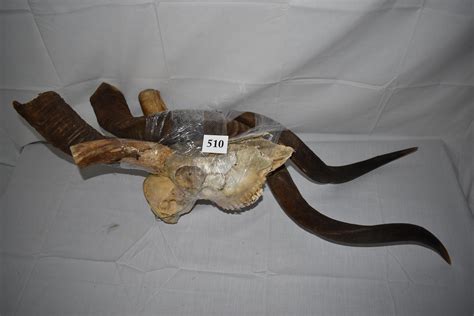 Lot - Kudu Skull Mount