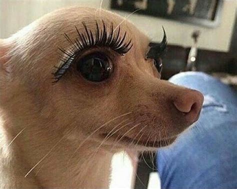 PsBattle: This dog with fake eyelashes | Funny animal jokes, Funny dog memes, Funny animal memes