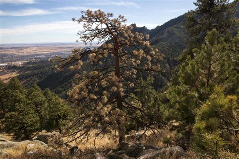 A forensic analysis of a dead ponderosa pine | Colorado Arts and Sciences Magazine | University ...