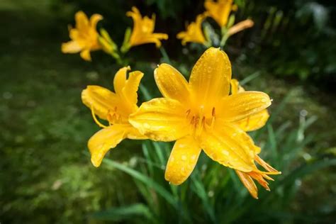 Daylilies Care and Maintenance Tips for More Vibrant Blooms - The ...