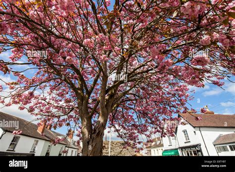 Weobley village Herefordshire England UK Stock Photo - Alamy