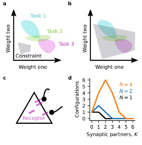 Constraints on synaptic connectivity. (a) Synaptic weights occupy a ...