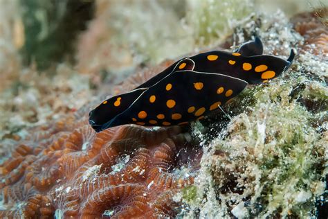 55 of the Most Colorful Sea Slugs in the World | Color Meanings