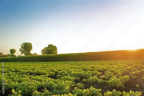 Ground nuts farm Stock Photo | Adobe Stock