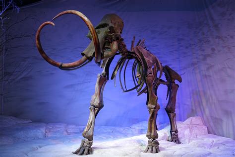 Ice age remains, including woolly mammoth bones, were found - ECOnomarks