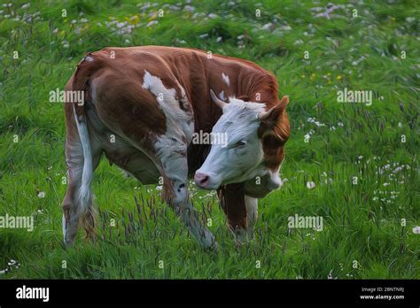 Artwork - A beautiful cow grazing in the pasture Stock Photo - Alamy