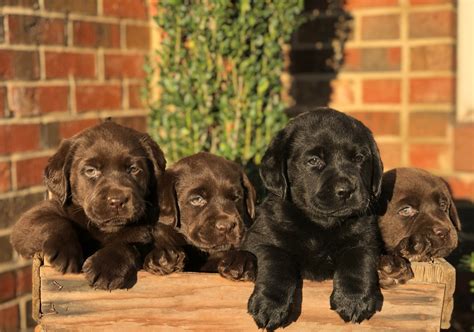 What Is An English Chocolate Labrador Retriever: A Comprehensive Guide