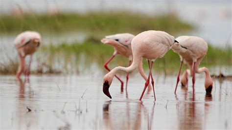 Lesser Flamingos Feeding – Be Your Own Birder