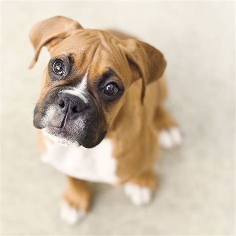 Boxer Puppies: Cute Pictures And Facts - DogTime