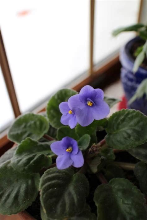 Blooming African Violets - Interior Style