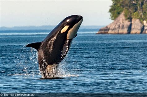 Study: Orcas Can Kill Adult Blue Whales