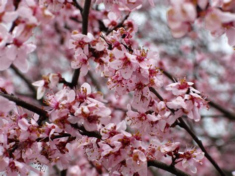 Flowering Plum Tree Spring | Trees| Free Nature Pictures by ForestWander Nature Photography