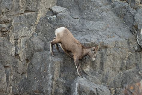 Bighorn Sheep | Animal Kingdom