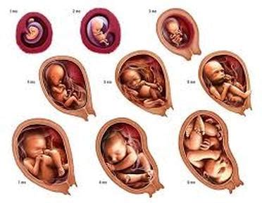 Growing in the Womb - Sexual reproduction