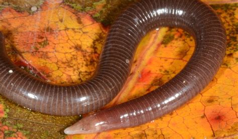 Seychelles home to new species of caecilian, a legless amphibian