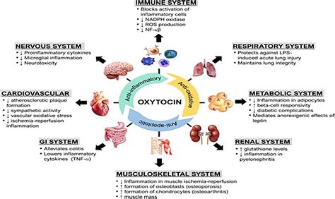 Oxytocin Hormone Function