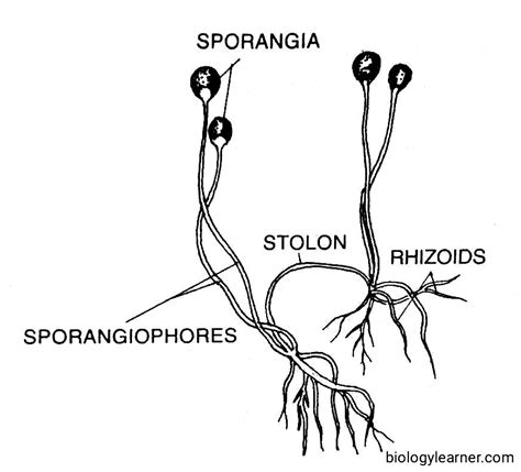 Rhizopus: Occurrence, Structure, Reproduction, Pathogenesis