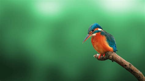 Bird Wallpapers (109 images) - WallpaperCosmos