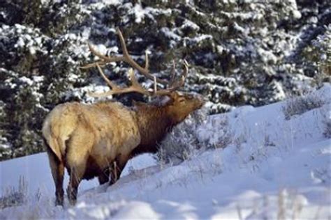 Elk Habitat | My Land Plan