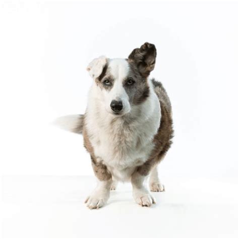 22 Merle Dog Breeds & What Makes Them A Merle Dog