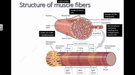 Muscle Fiber Anatomy