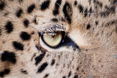 Eye of the Tiger Free Photo Download | FreeImages