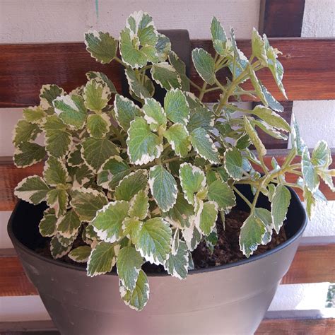 Coleus amboinicus 'Variegatus' syn. Plectranthus amboinicus 'Variegatus', Cuban Oregano ...