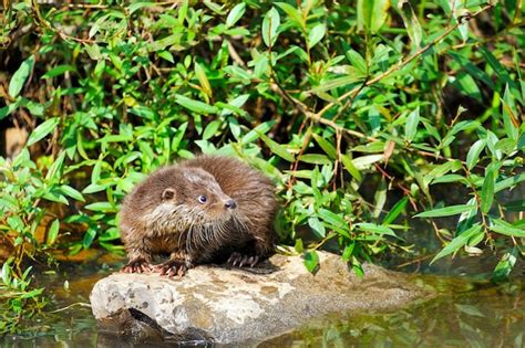 Premium Photo | Eurasian river otter baby. Lutra lutra. Wildlife scene