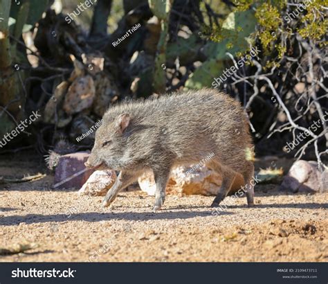 Javelina Baby Being Damn Cute Stock Photo 2109473711 | Shutterstock