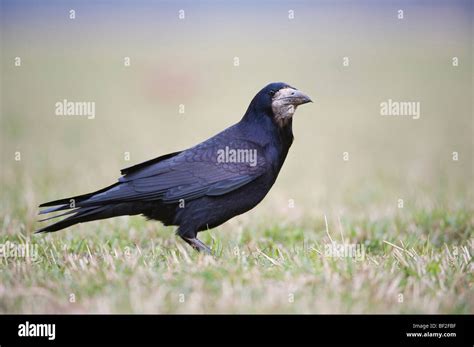 Rook bird hi-res stock photography and images - Alamy