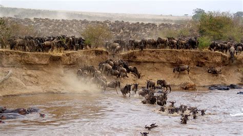 Masai Mara National Reserve Kenya — Africa gorilla safari holidays