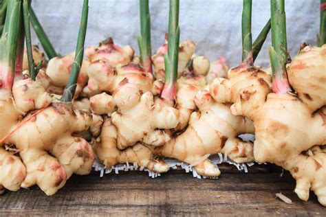 Growing Ginger Indoors — Bob's Market and Greenhouses