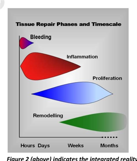 Figure 5 from Soft Tissue Repair and Healing Review | Semantic Scholar