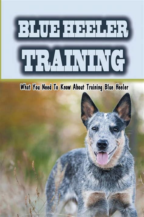 Blue Heeler Training: What You Need To Know About Training Blue Heeler: Blue Heeler Training ...