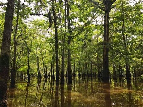 Honey Island Swamp – Pearl River, Louisiana - Atlas Obscura