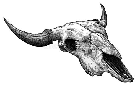 Cow Skull Engraving Style Stock Illustrations – 66 Cow Skull Engraving Style Stock Illustrations ...