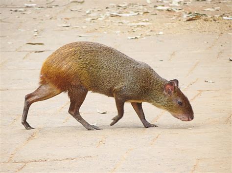 Agouti and Paca Facts: Interesting Rodents of South America - PetHelpful