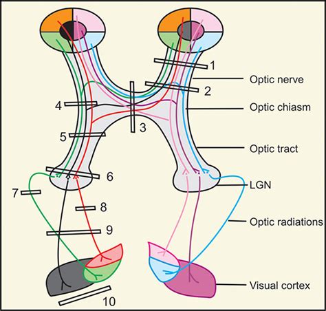 Structure Of Visual Pathway