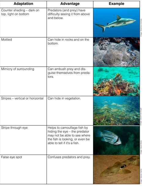 Fact Sheet: Fish Adaptations • Department of Primary Industries and ...