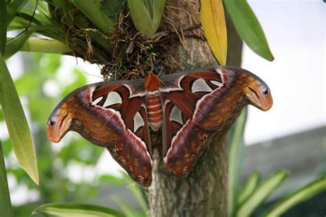 The Azure Gate: Atlas Moth